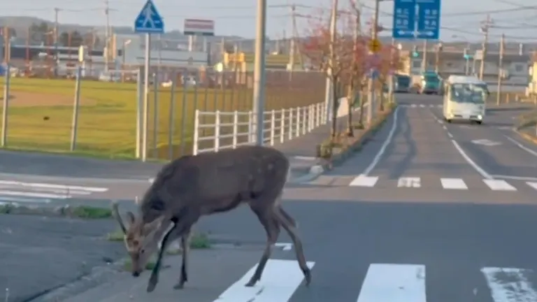 北海道のエゾシカ