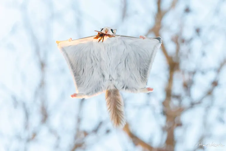 Siberian flying squirrel