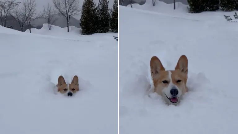 &quot;His big grin is so cute&quot; Smiling out of the snow! A Corgi with a big smile is soothing &quot;Corgi Russell car dispatched&quot;｜Domingo