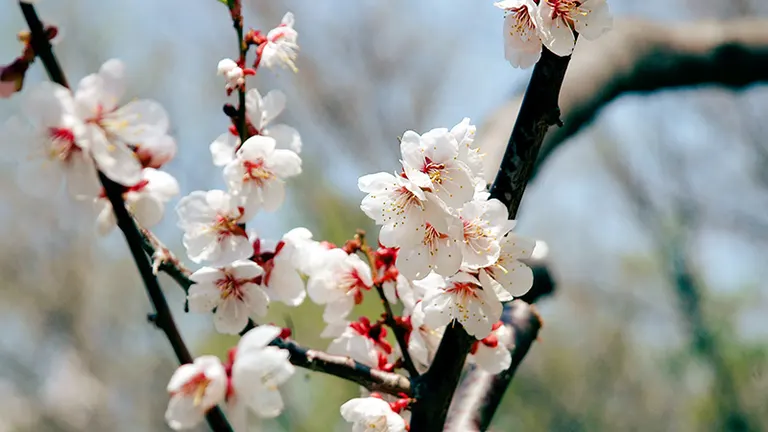 平冈梅花节