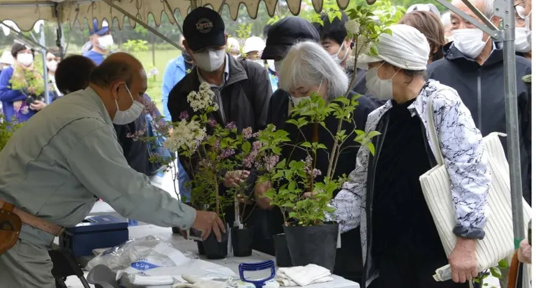 라일락 축제