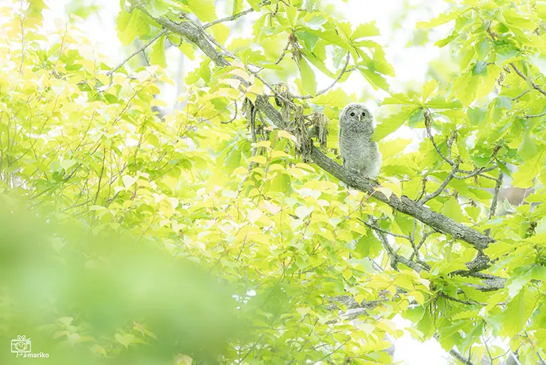 エゾフクロウの赤ちゃん
