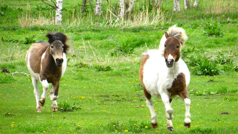 North Pole Stables