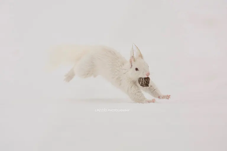 Albino Hokkaido squirrel