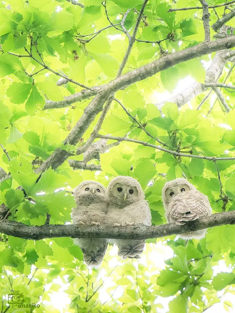 エゾフクロウの赤ちゃん