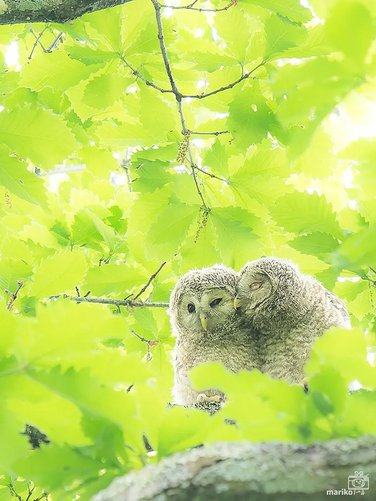 エゾフクロウの赤ちゃん