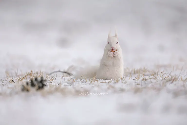 Albino Hokkaido squirrel