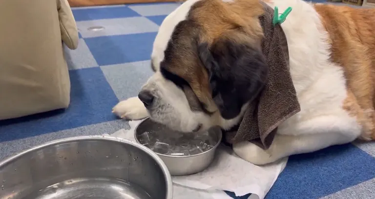 セントバーナード犬