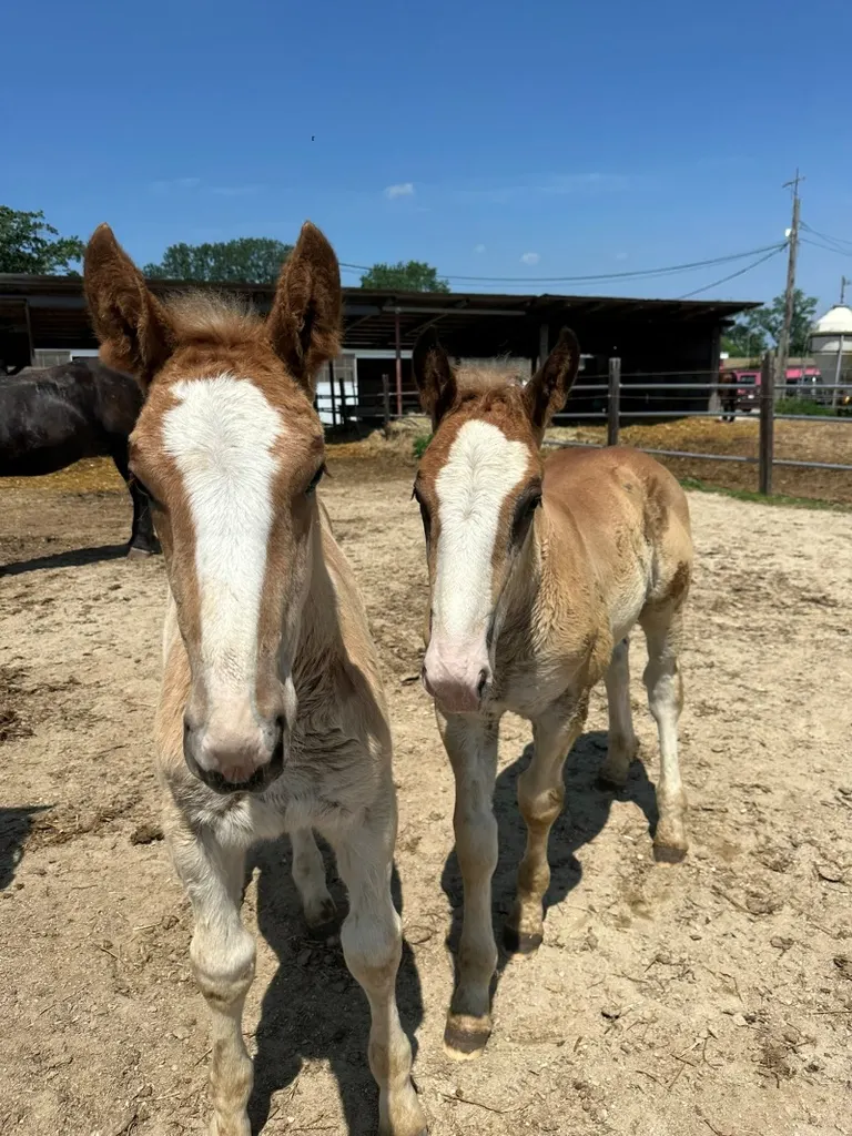 双子のようなばん馬