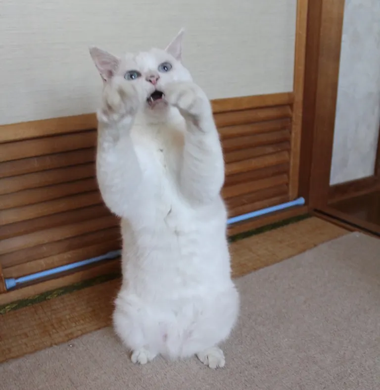 ぷる
