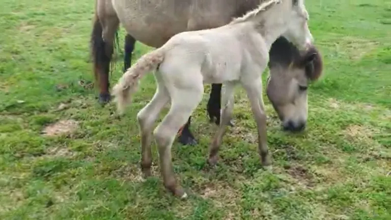 The sudden increase in foals