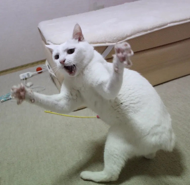 リリー