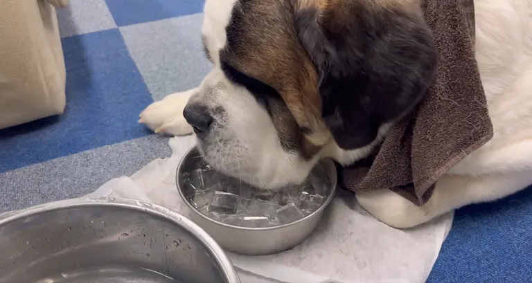 セントバーナード犬