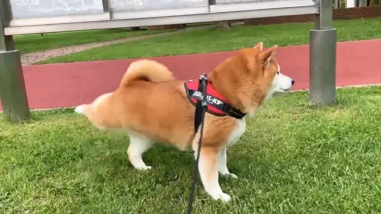 北海道の柴犬