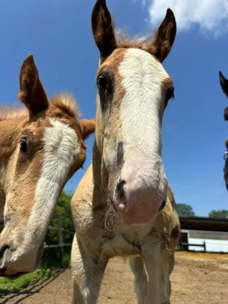 双子のようなばん馬