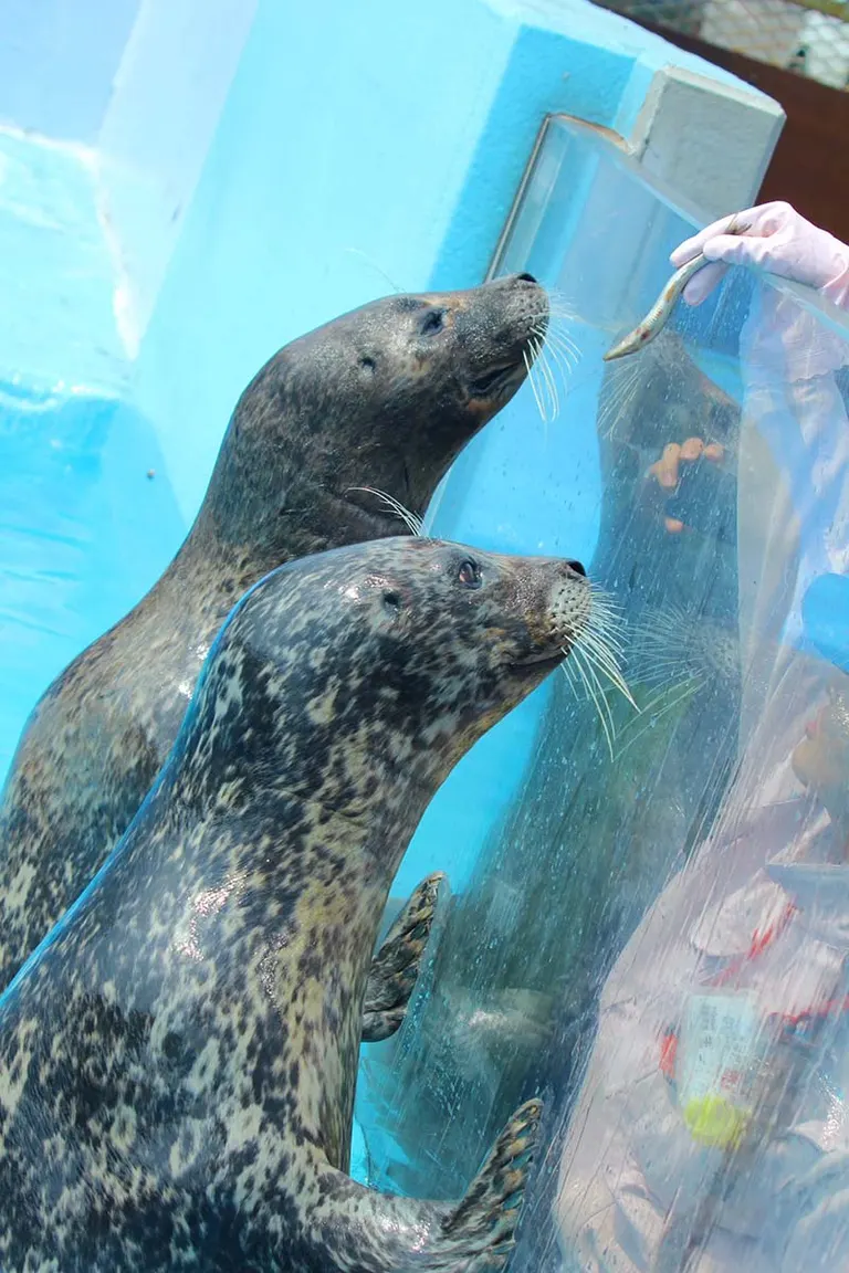Muroran Minpo Minna no Aquarium