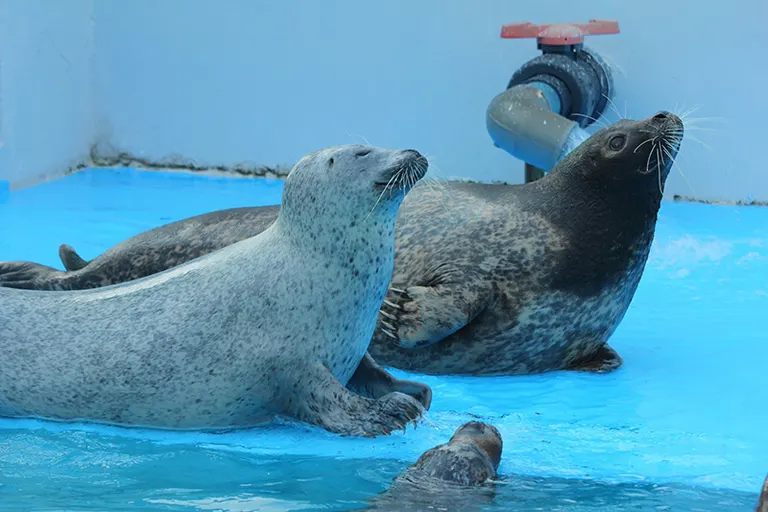 Muroran Minpo Minna no Aquarium