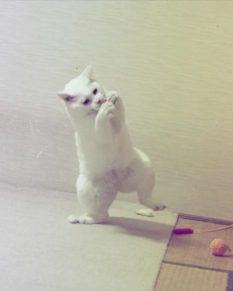 ぷる