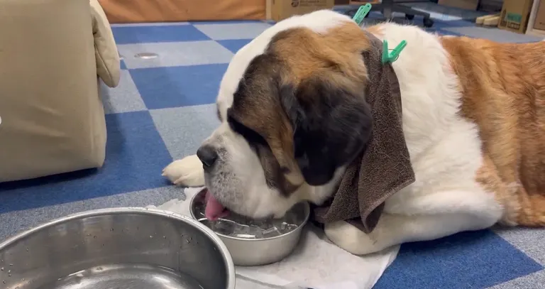 セントバーナード犬
