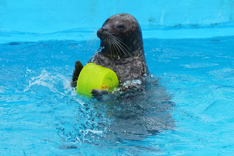 Muroran Minpo Minna no Aquarium