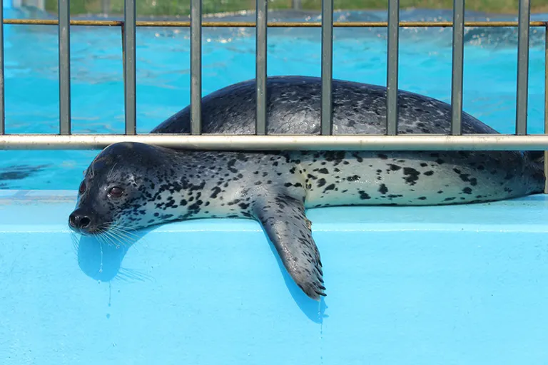 Muroran Minpo Minna no Aquarium