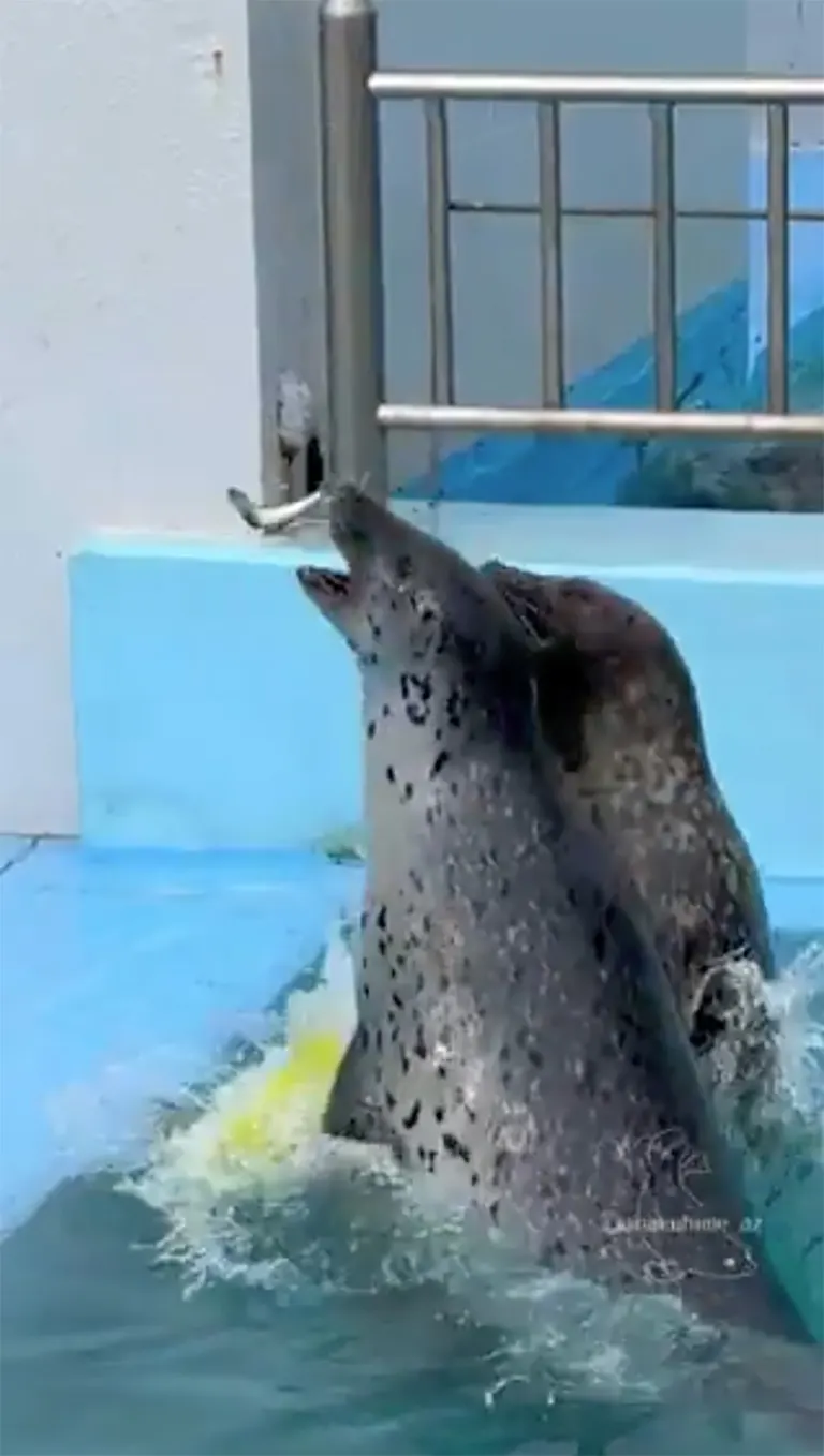Muroran Minpo Minna no Aquarium