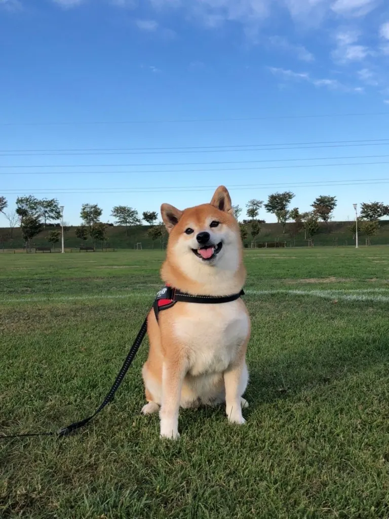 北海道の柴犬