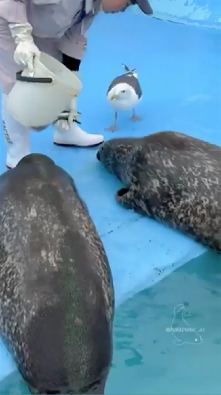 Muroran Minpo Minna no Aquarium