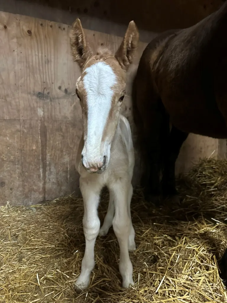 双子のようなばん馬