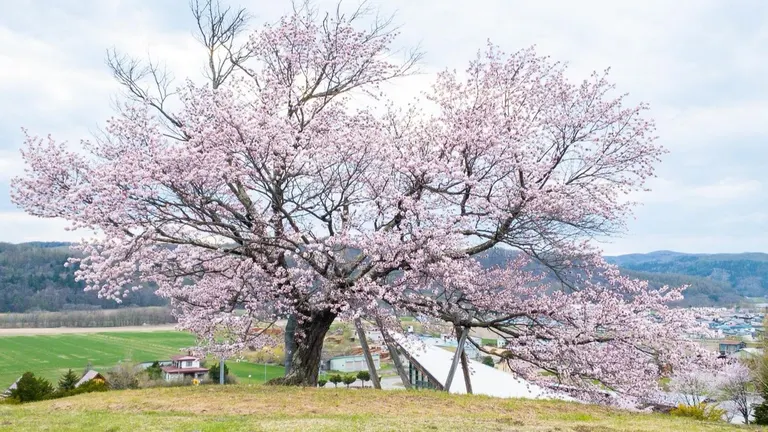 双子の桜