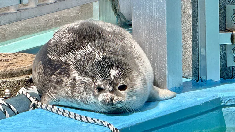 とっかりセンター