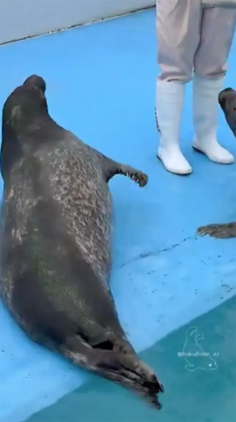 Muroran Minpo Minna no Aquarium