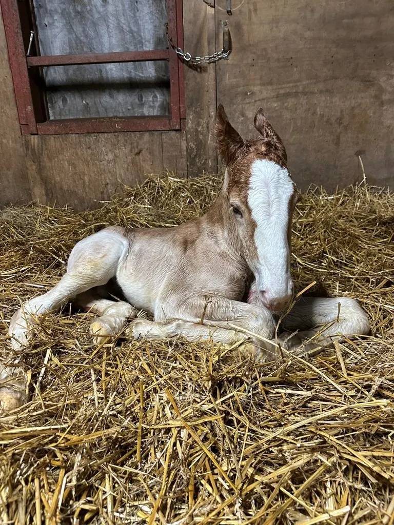 双子のようなばん馬