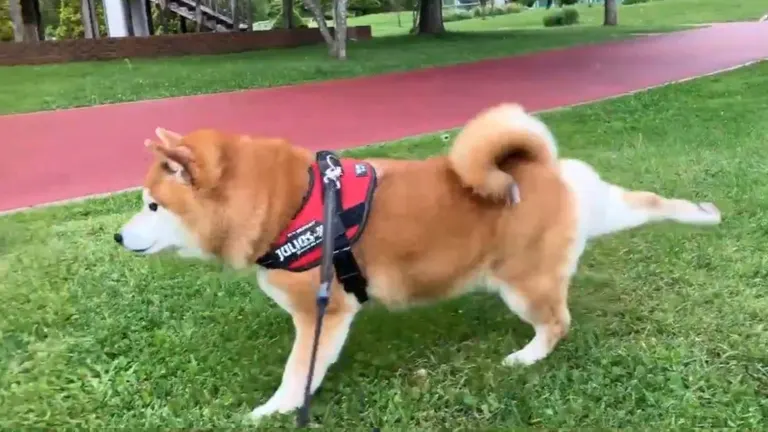 北海道の柴犬