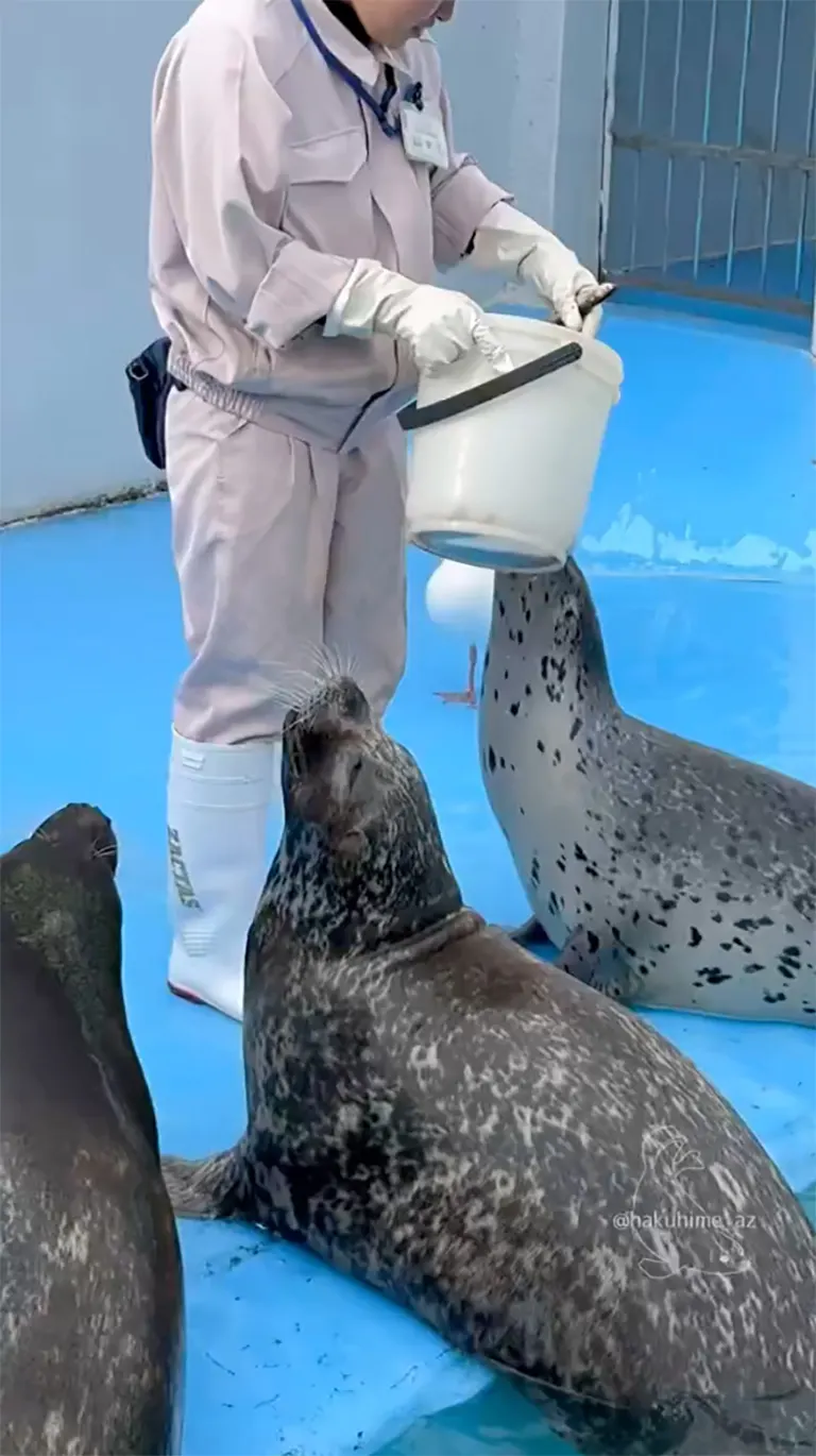 Muroran Minpo Minna no Aquarium