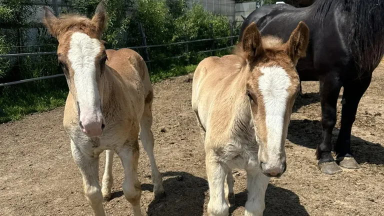 双子のようなばん馬