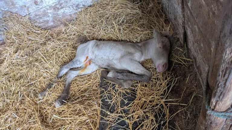 The sudden increase in foals