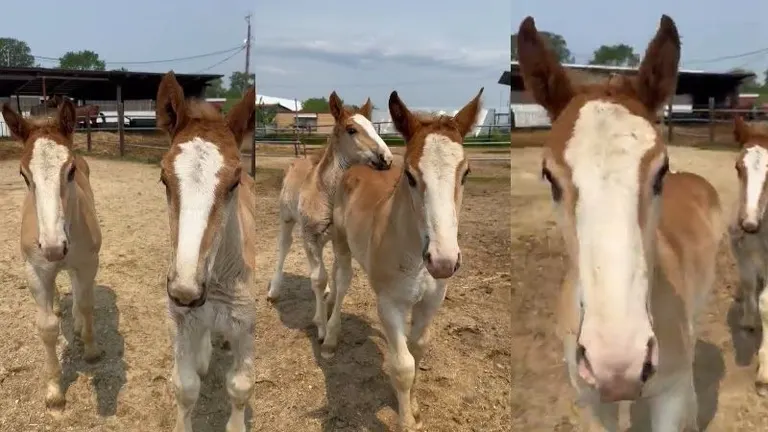 双子のようなばん馬