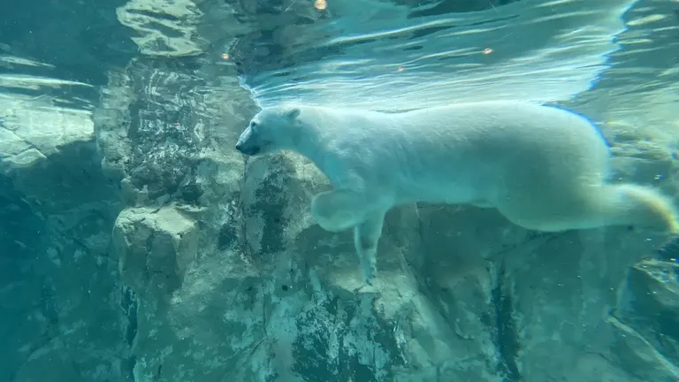 Asahiyama Zoo