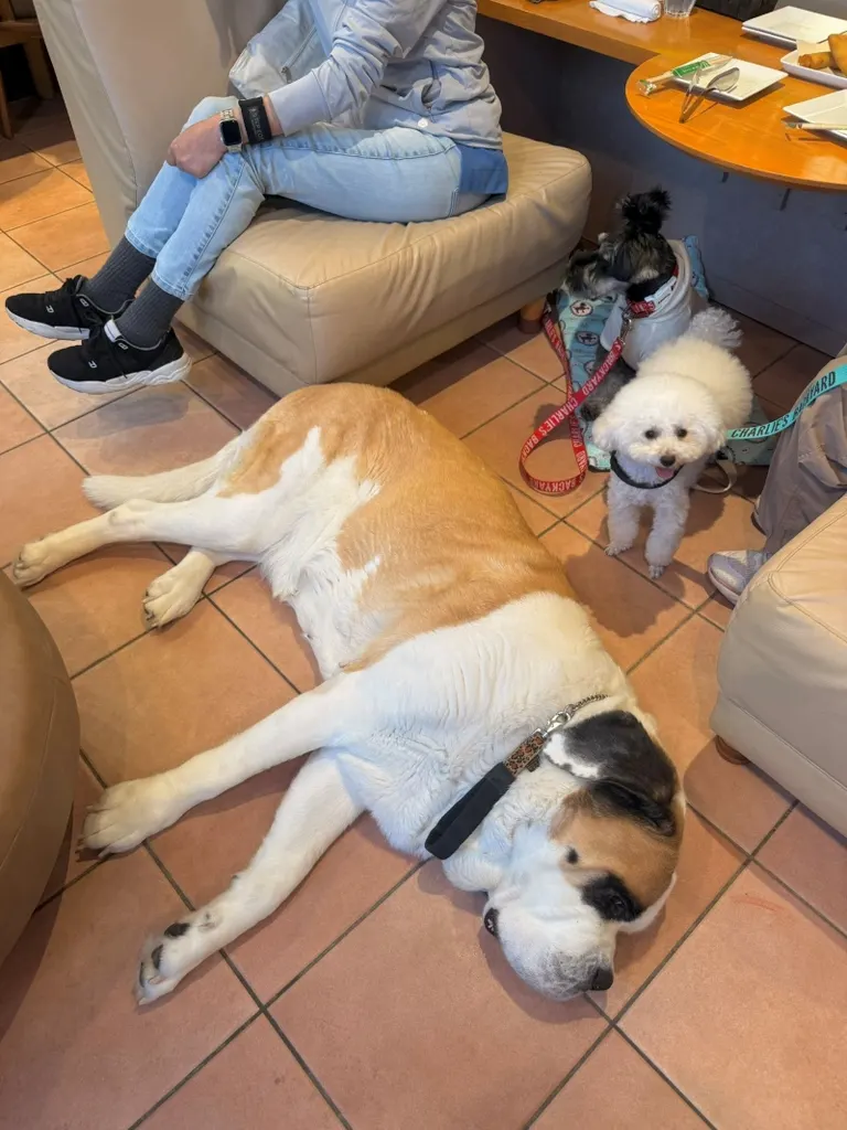 セントバーナード犬