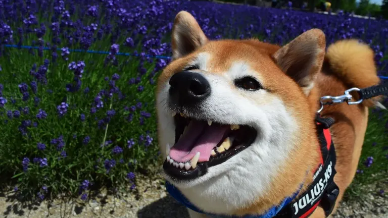 北海道の柴犬