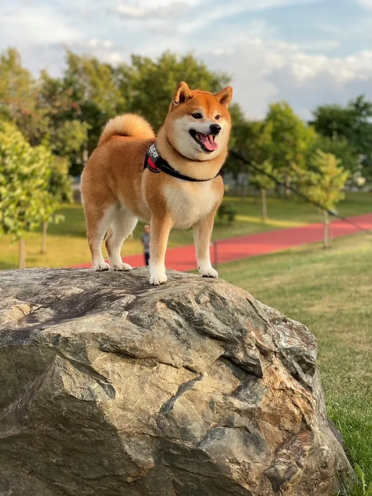 北海道の柴犬