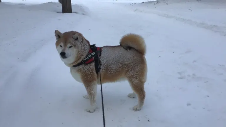 北海道の柴犬