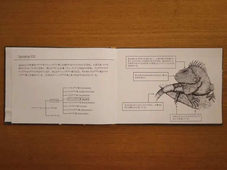Shuya Misawa's first solo exhibition "Falling Scales"