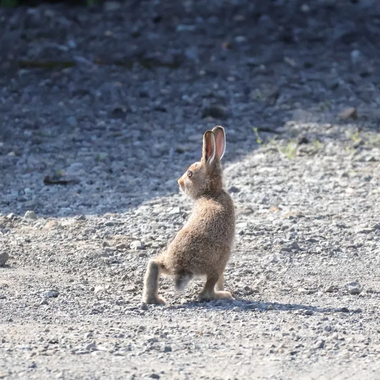 Snow Hare at Haskap Farm