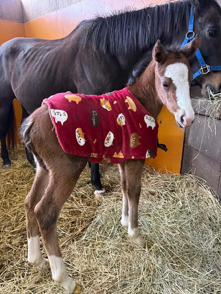 토미나 목장의 게시물