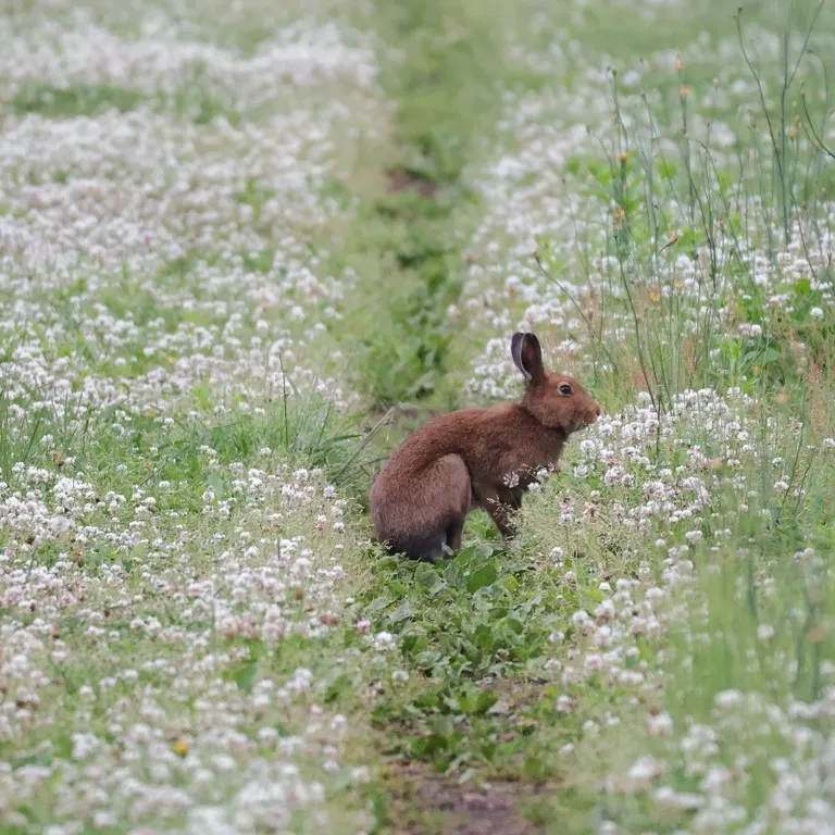 Snow Hare at Haskap Farm