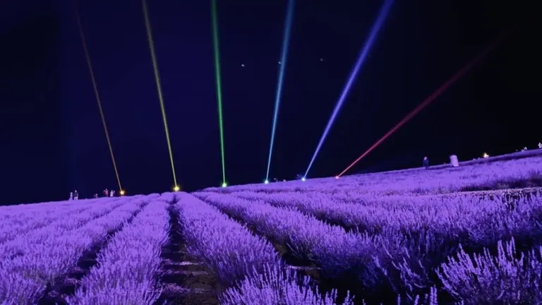 Lavender Festival Kamifurano