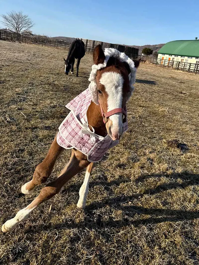 토미나 목장의 게시물