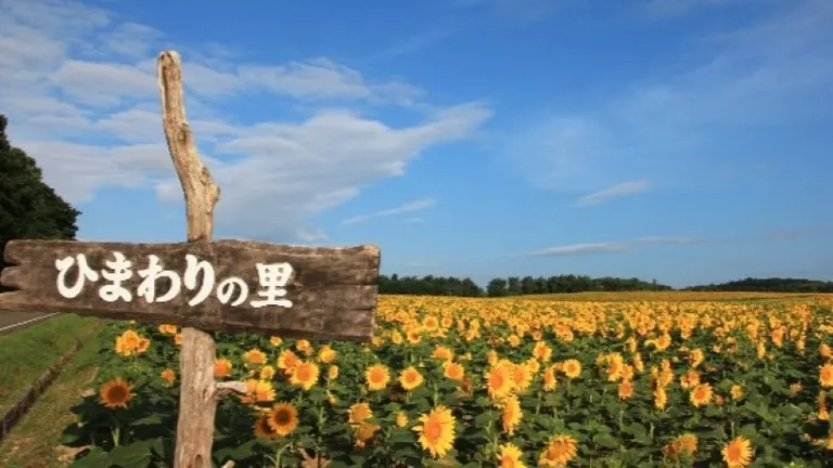 ひまわりまつり